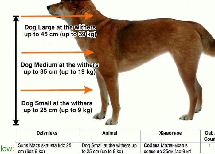 Dzīvoklis Chic & In Avoti District